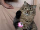 Кішки, кошенята Сибірська, ціна 50 Грн., Фото