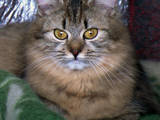 Кошки, котята Сибирская, цена 50 Грн., Фото