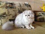 Кошки, котята Шиншилла, цена 4000 Грн., Фото