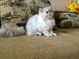 Кошки, котята Шиншилла, цена 4000 Грн., Фото