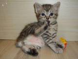 Кішки, кошенята Курильський бобтейл, ціна 2500 Грн., Фото