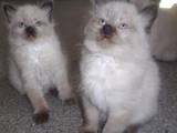 Кішки, кошенята Балінез, ціна 200 Грн., Фото