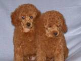 Собаки, щенки Карликовый пудель, цена 1500 Грн., Фото
