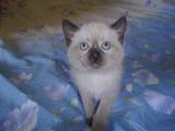 Кошки, котята Сиамская, цена 100 Грн., Фото