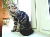 Кішки, кошенята Шотландська висловуха, ціна 1000 Грн., Фото