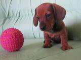 Собаки, щенки Гладкошерстная миниатюрная такса, цена 1500 Грн., Фото