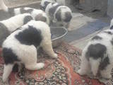 Собаки, щенки Московская сторожевая, цена 1200 Грн., Фото