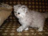 Кошки, котята Шиншилла, цена 350 Грн., Фото