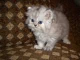 Кошки, котята Шиншилла, цена 350 Грн., Фото