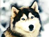 Собаки, щенята Сибірський хаськи, Фото