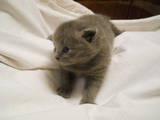 Кішки, кошенята Highland Fold, ціна 700 Грн., Фото