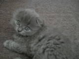 Кошки, котята Хайленд Фолд, цена 700 Грн., Фото