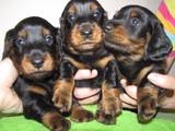 Собаки, щенки Длинношерстная такса, цена 3000 Грн., Фото