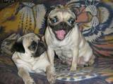 Собаки, щенята Мопс, ціна 1500 Грн., Фото