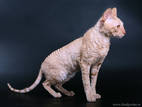 Кішки, кошенята Корніш-рекс, Фото
