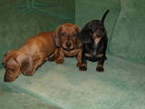Собаки, щенки Уиппет, цена 2200 Грн., Фото