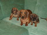 Собаки, щенята Уїппет, ціна 2200 Грн., Фото