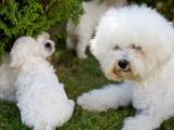 Собаки, щенки Бишон фрисе, цена 6000 Грн., Фото