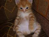 Кішки, кошенята Курильський бобтейл, ціна 1500 Грн., Фото