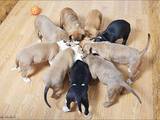 Собаки, щенки Стаффордширский бультерьер, цена 800 Грн., Фото