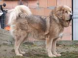 Собаки, щенята Тибетський мастиф, ціна 6000 Грн., Фото