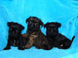 Собаки, щенки Бельгийский гриффон, цена 4000 Грн., Фото