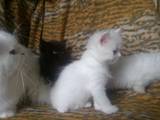 Кошки, котята Британская длинношёрстная, цена 150 Грн., Фото