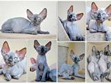 Кішки, кошенята Канадський сфінкс, ціна 2500 Грн., Фото