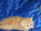 Кішки, кошенята Екзотична короткошерста, ціна 600 Грн., Фото