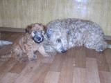 Собаки, щенята Мягкошерстний пшеничний тер'єр, ціна 4000 Грн., Фото