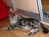 Кошки, котята Спаривание, цена 700 Грн., Фото