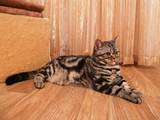 Кошки, котята Спаривание, цена 700 Грн., Фото