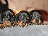 Собаки, щенки Жесткошерстная такса, цена 350 Грн., Фото