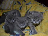 Кішки, кошенята Йоркська шоколадна, ціна 300 Грн., Фото