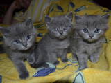 Кішки, кошенята Йоркська шоколадна, ціна 300 Грн., Фото