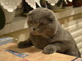 Кошки, котята Йоркская шоколадная, цена 300 Грн., Фото