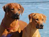 Собаки, щенки Родезийский риджбек, цена 6000 Грн., Фото