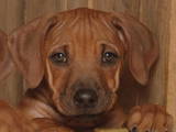 Собаки, щенята Родезійського ріджбек, ціна 6000 Грн., Фото