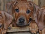 Собаки, щенята Родезійського ріджбек, ціна 6000 Грн., Фото