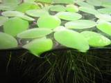 Рыбки, аквариумы Водные растения, цена 1 Грн., Фото