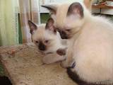 Кошки, котята Тайская, цена 150 Грн., Фото