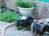 Собаки, щенята Жорсткошерста такса, ціна 1500 Грн., Фото