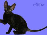 Кошки, котята Корниш-рекс, цена 1200 Грн., Фото