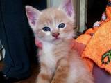 Кошки, котята Сиамская, цена 20 Грн., Фото