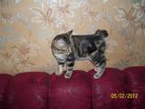 Кішки, кошенята Курильський бобтейл, ціна 1500 Грн., Фото