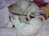 Кішки, кошенята Корніш-рекс, ціна 3200 Грн., Фото