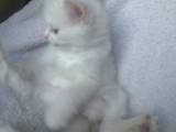 Кошки, котята Сибирская, цена 150 Грн., Фото