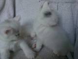 Кішки, кошенята Сибірська, ціна 150 Грн., Фото