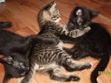 Кішки, кошенята Сибірська, ціна 10 Грн., Фото