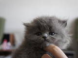 Кошки, котята Хайленд Фолд, цена 900 Грн., Фото